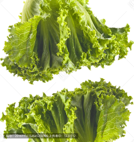 新鮮的生菜的背景