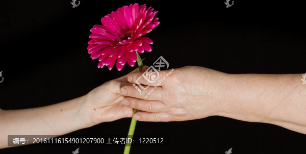 給一朵花