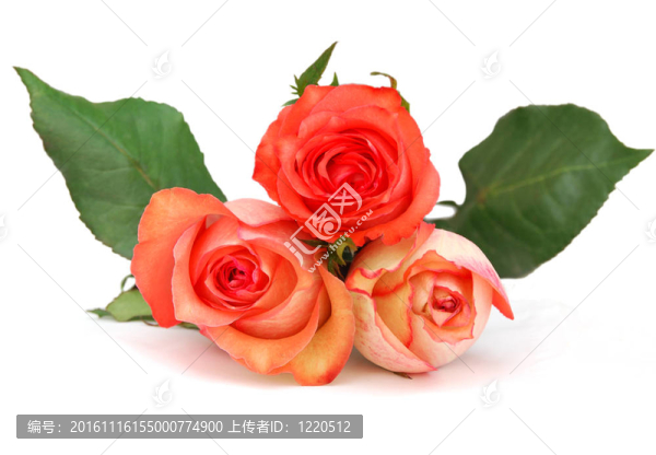 一套玫瑰花束