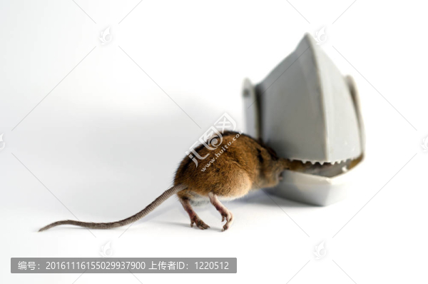 白色背景被困小鼠