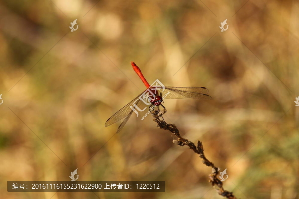 法國自然環(huán)境中的蜻蜓沼澤