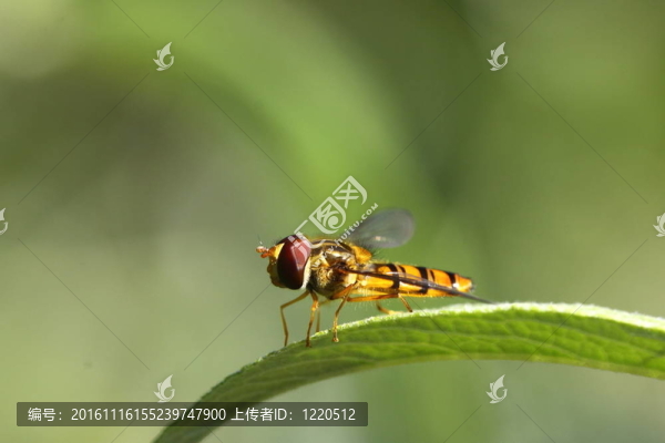 法國(guó)在自然環(huán)境中飛翔