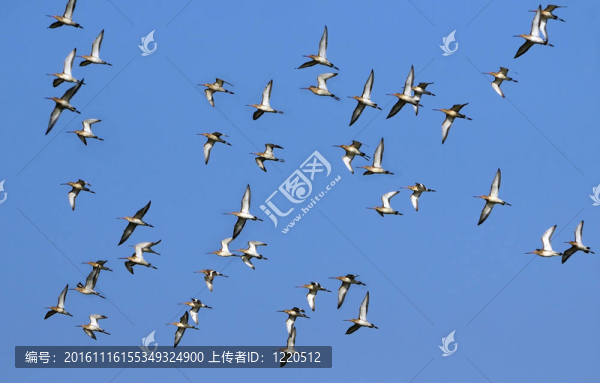 遷徙的鳥