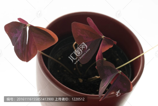 幸福的三葉草