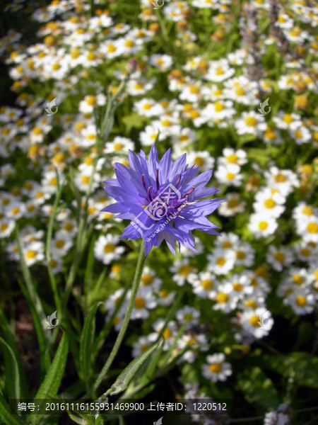 矢車菊和Feverfew