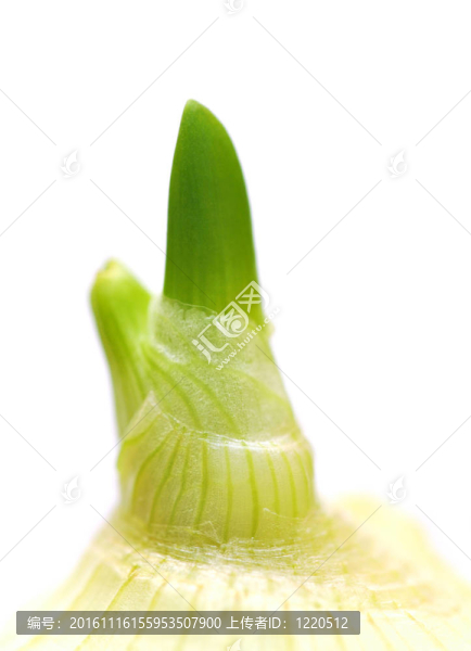 芽的洋蔥