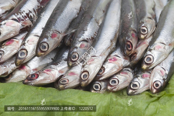 鳳尾魚8。