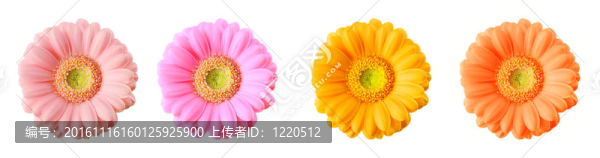 豐富多彩的非洲菊