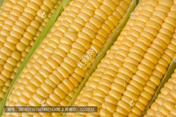 玉米棒子