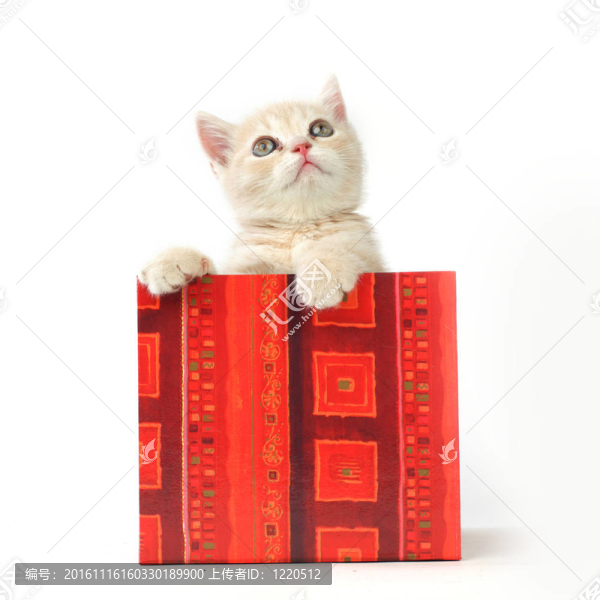 禮品盒中的貓