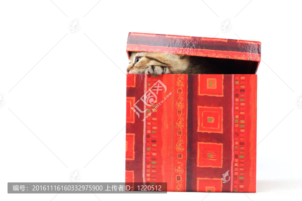 禮品盒中的貓