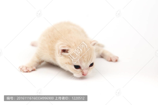 孤立的貓