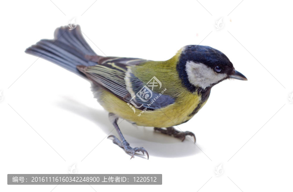 大山雀；Parus,Major