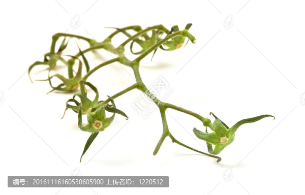 光禿禿的樹