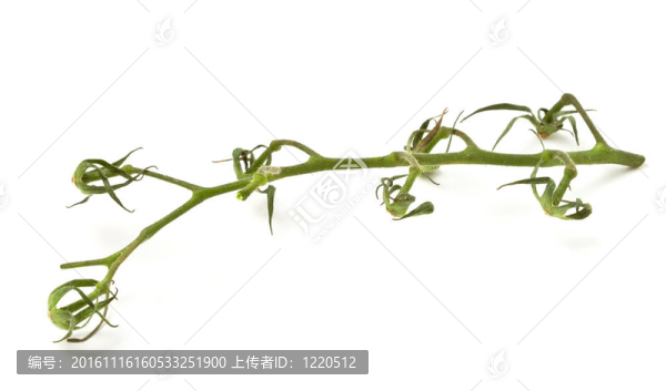 光禿禿的樹