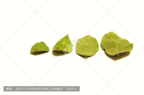 月桂樹(shù)葉
