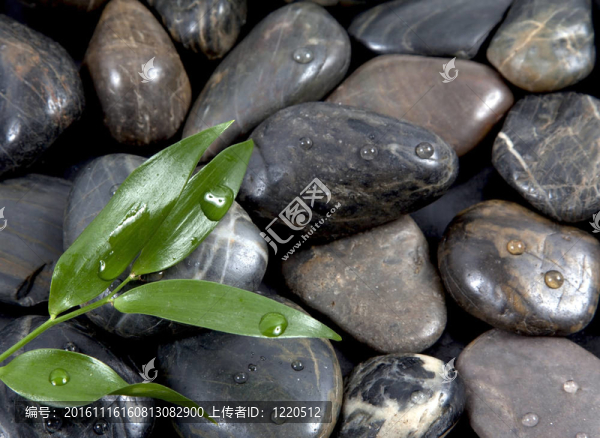禪石和樹(shù)葉與水滴；孤立。SPA的背景