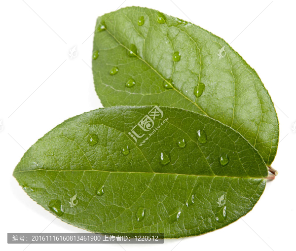 禪石和樹葉與水滴；孤立。SPA的背景