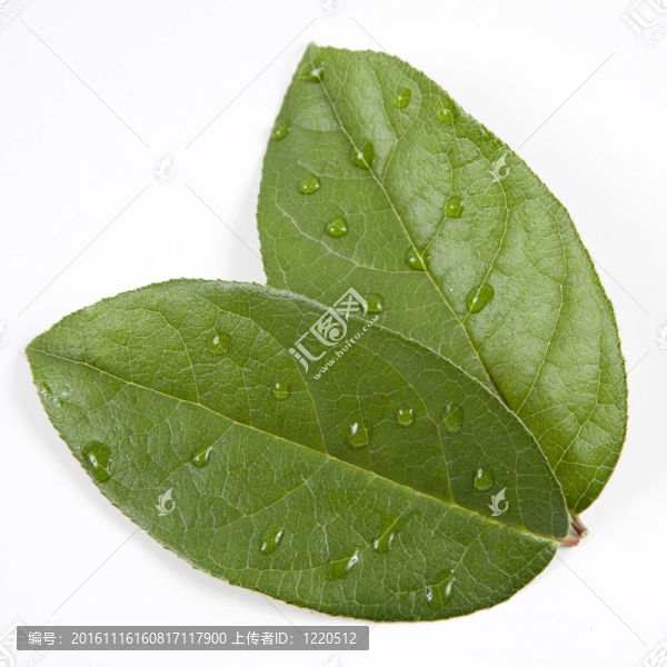 綠色的葉子與水滴；采取特寫和孤立在白色背景