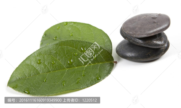 禪石和樹葉與水滴；孤立。SPA的背景