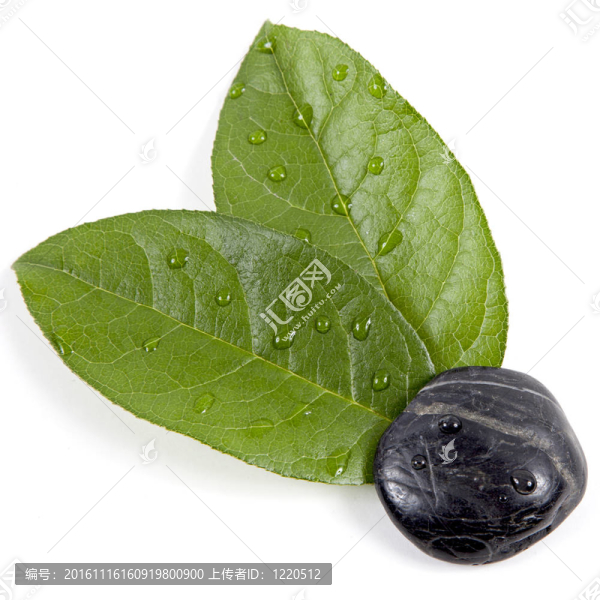 禪石和樹葉與水滴；孤立。SPA的背景