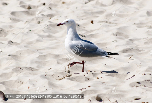 孤獨(dú)的seagul