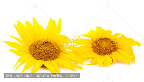 向日葵的花