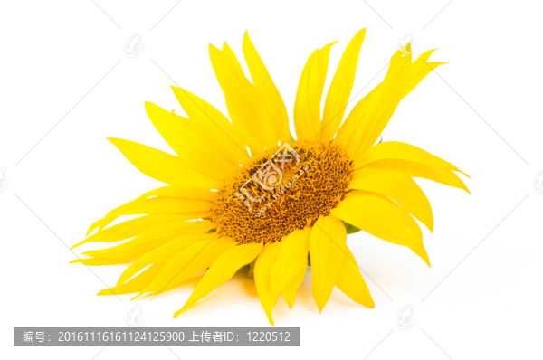向日葵的花