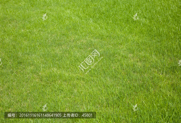 綠色草坪