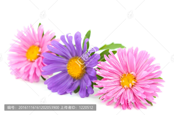 紫菀