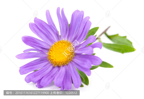 紫菀