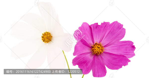 夏花