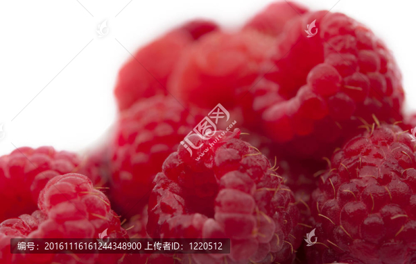 紅樹莓