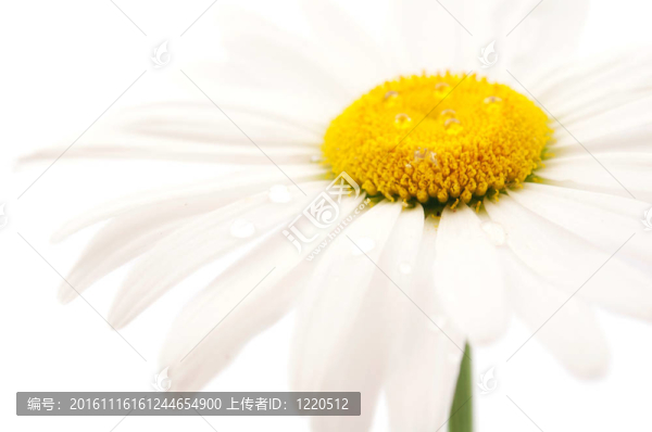 洋甘菊
