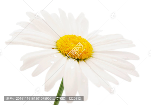 洋甘菊