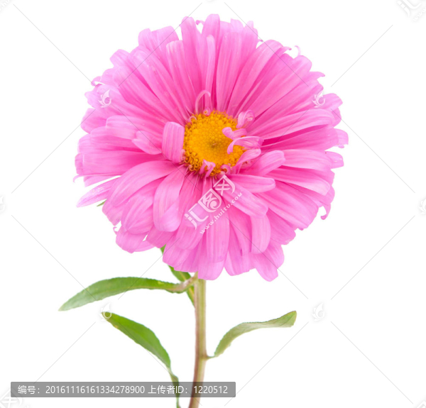 粉紅色的紫菀