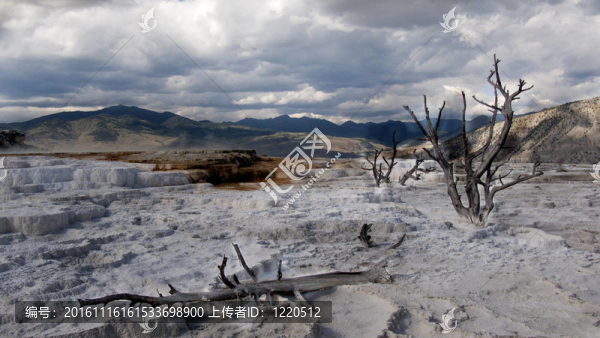 火山泉黃石樹