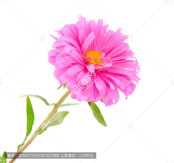 粉紅色的紫菀