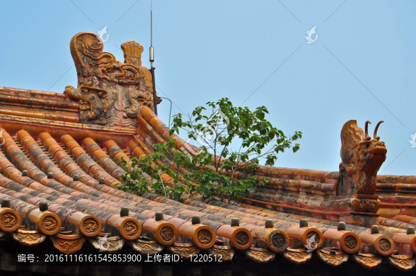 北京多彩的中國(guó)屋頂樹(shù)