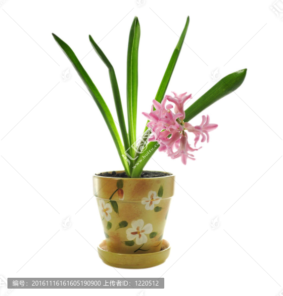 風(fēng)信子花