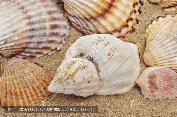 沙灘上的貝殼