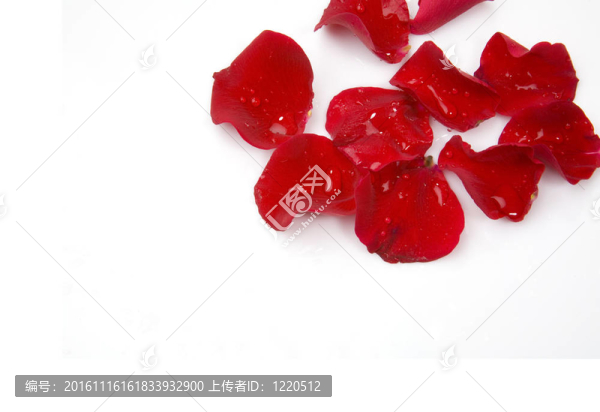 玫瑰花瓣