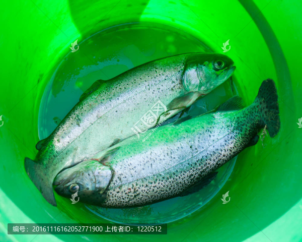 桶里的鱒魚