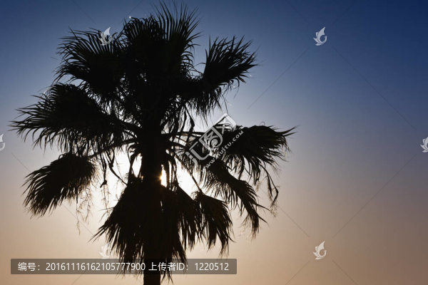 熱帶地區(qū)的黃昏