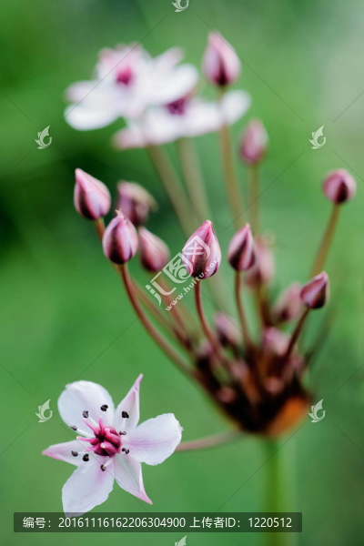 開花燈心草
