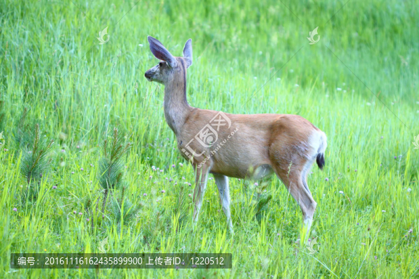 穆樂德耳（Odocoileus,hemionus）