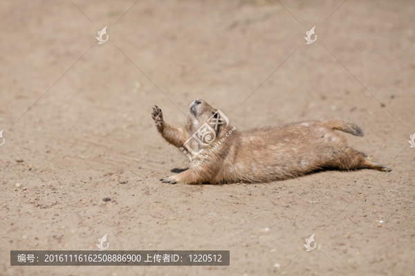 有趣的嚙齒動物舉起爪子像喝水