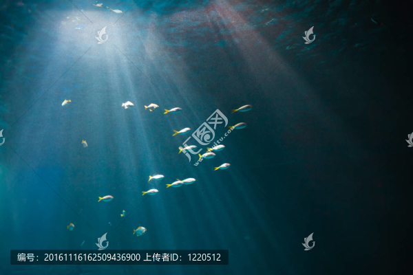 真實水下背景