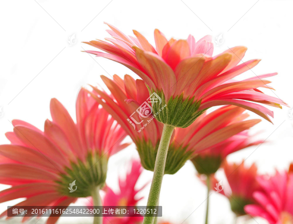 非洲菊雛菊