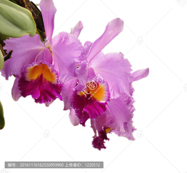 卡特蘭花朵
